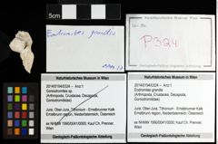 Foto (Objekt + Etiketten) von Eodromites grandis 